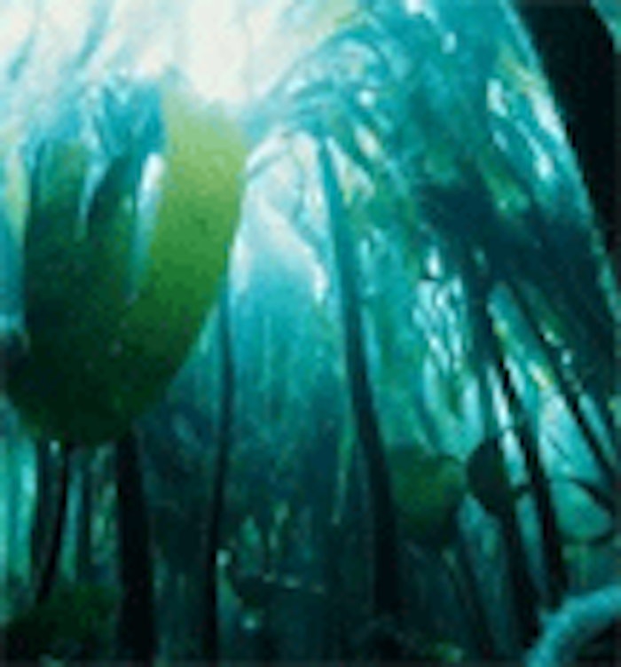 CT.com_seaweed