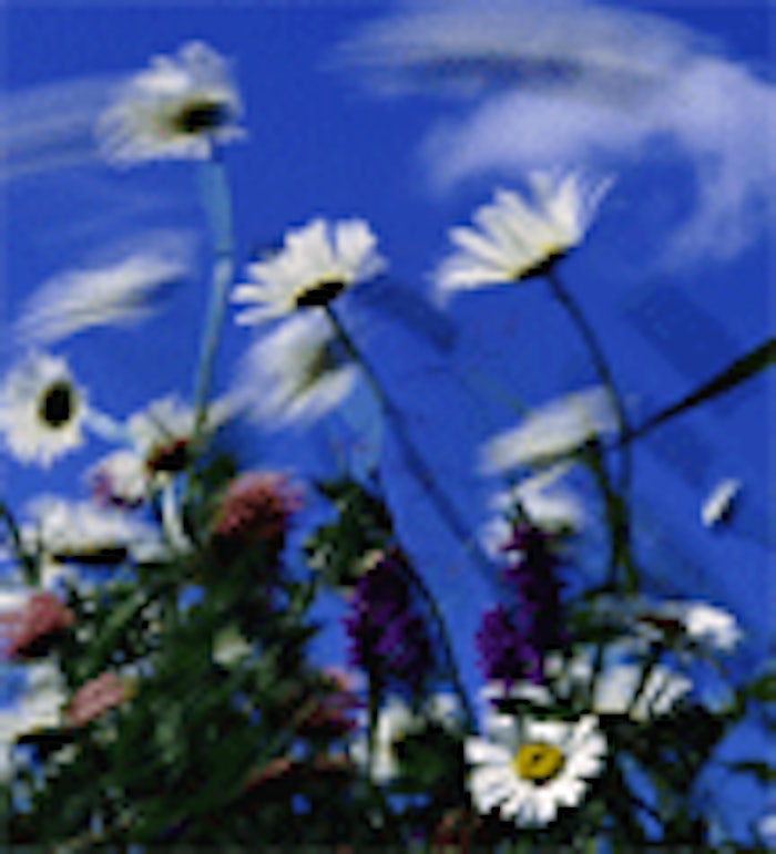 CT.com_Daisies