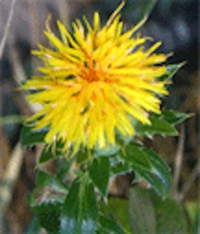 CT.com_Safflower