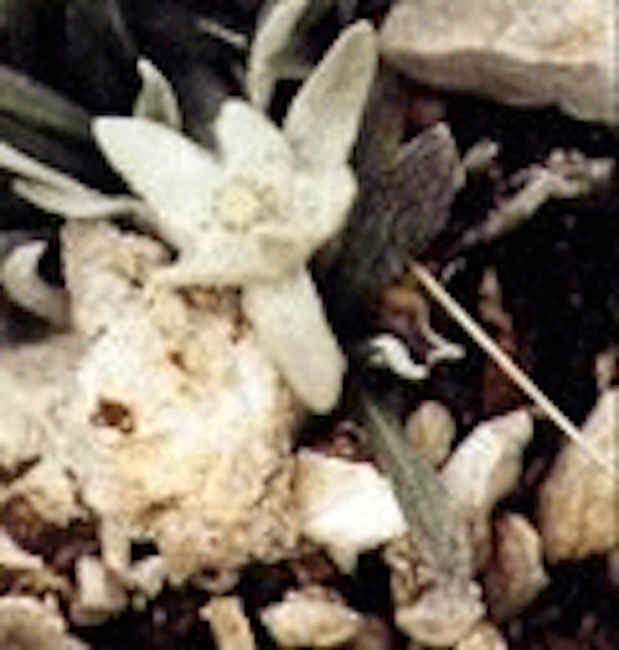 CT.com_Edelweiss