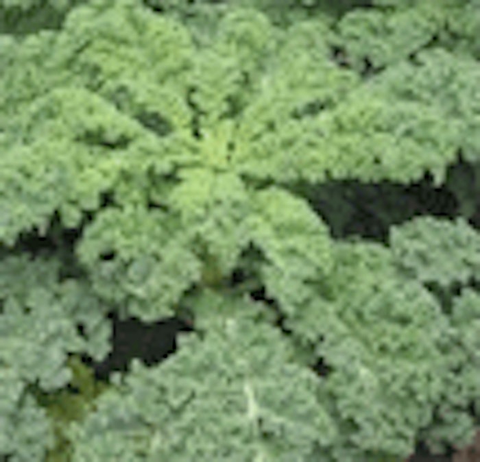 CT.com_kaleplant
