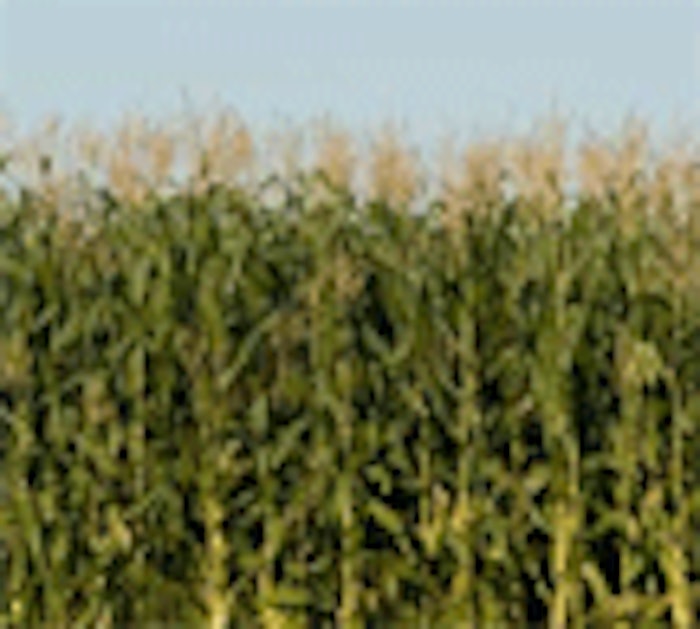 CT.com_corn