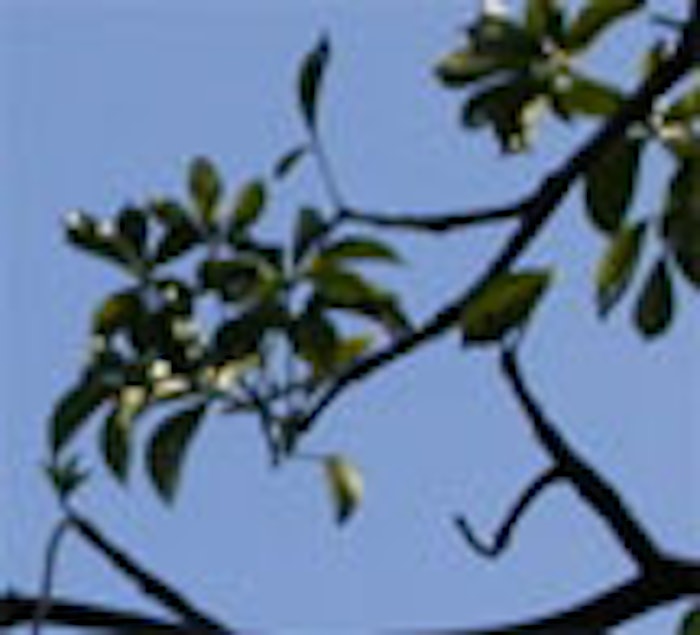 CT.com_Baobab