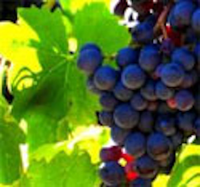 Bunch of Grapes