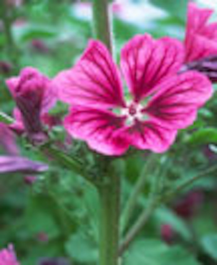 CT_Pinkflower