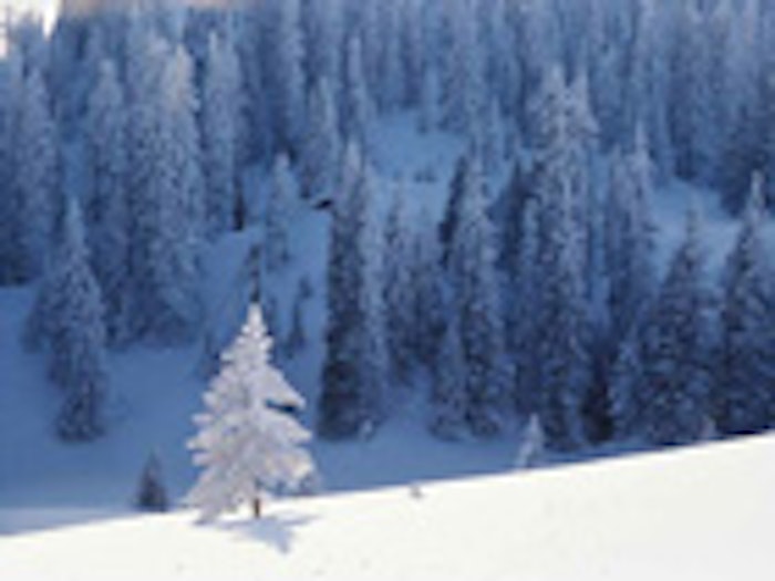 CT_SnowTrees