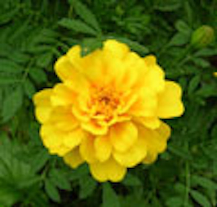 CT_marigold