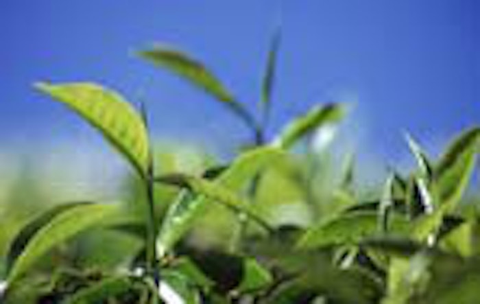 GreenTea