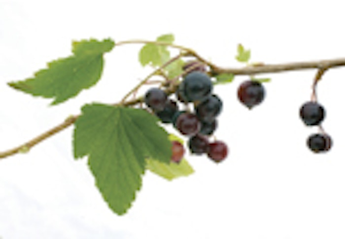black_currant2