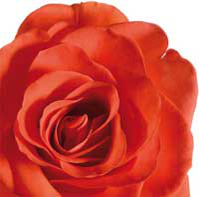 rose_200