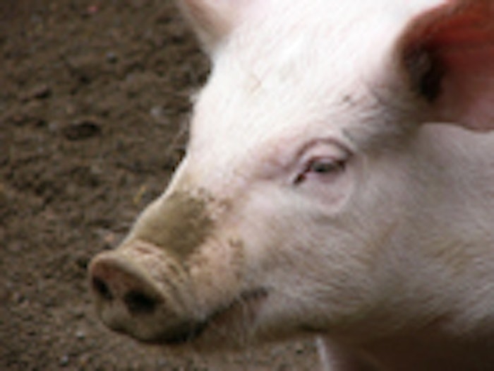 CT_pig