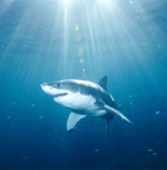 CT_shark