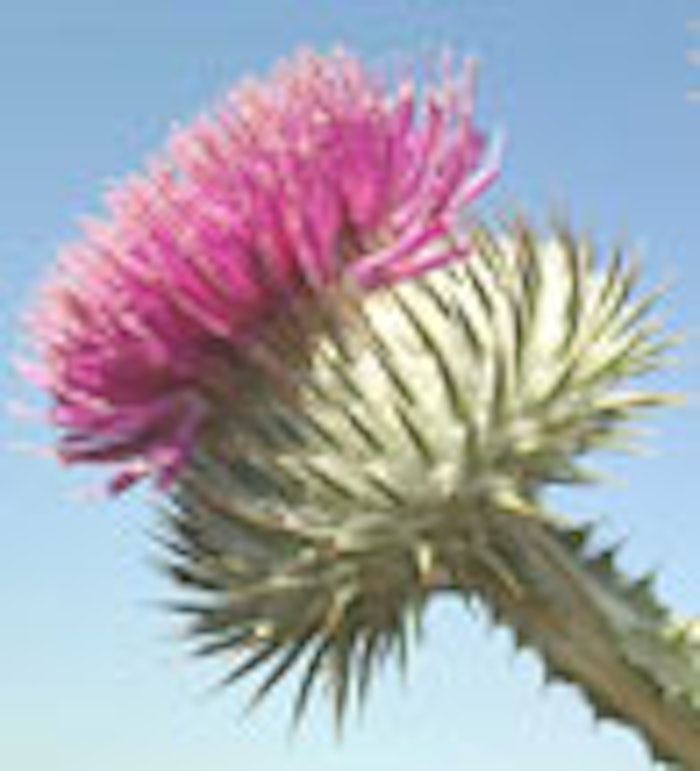 CT_thistle_small