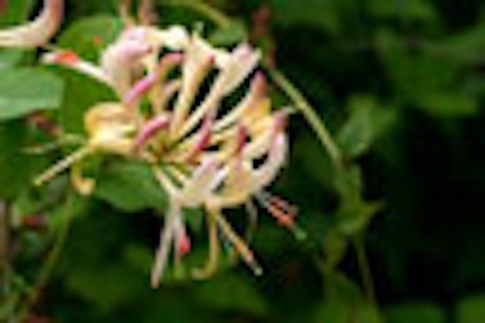 CT_small_honeysuckle