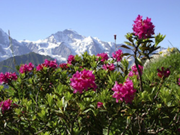 Alpine rose
