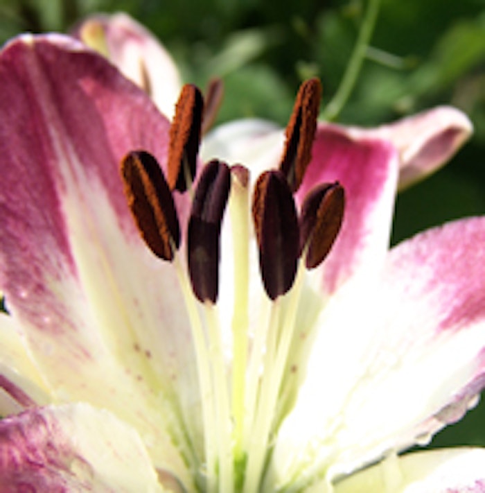 Pollen on a lilly