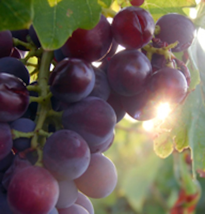 Red grapes on the vine