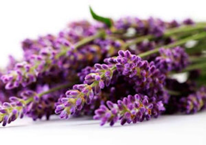 CT_lavender_l