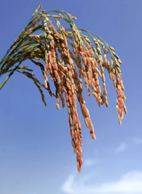 Permeate Rice Elicitation of Rice Tissue Culture to Maximize Skin Epigenetic ...
