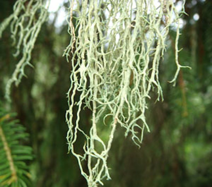 Usnea barbata (alpine lichen)