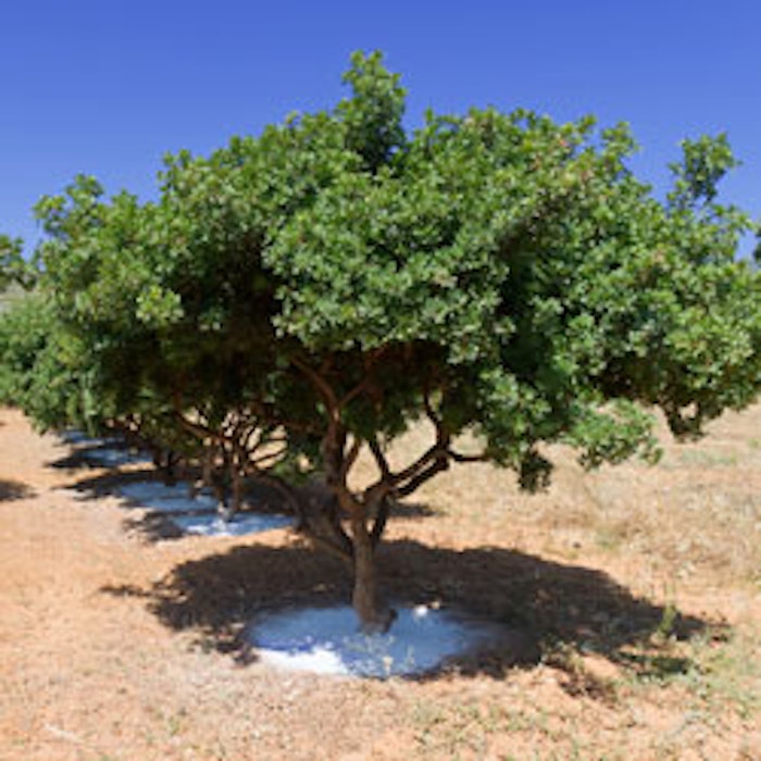 Mastic tree