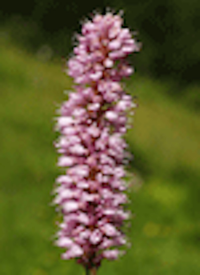 purple-ginseng