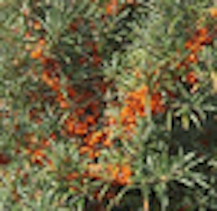 seabuckthorn