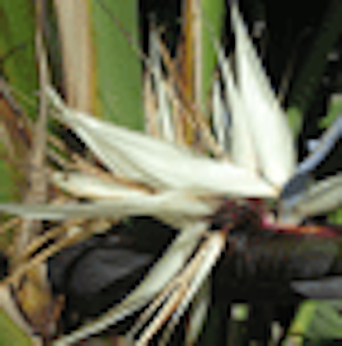 white-bird-of-paradise