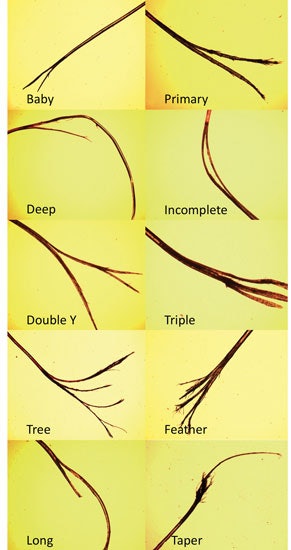 Ending the Cycle of Split Ends | Cosmetics & Toiletries