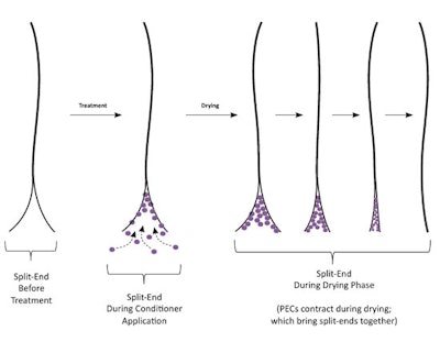 Ending the Cycle of Split Ends | Cosmetics & Toiletries