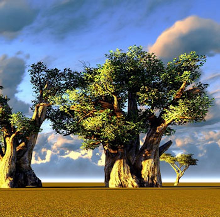 TRIK_Baobab_l