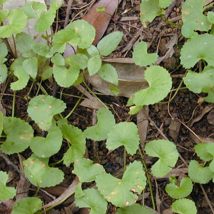 Centella-asiatica-800