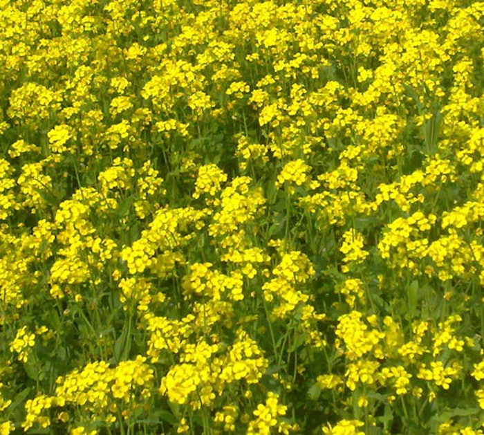 mustard-plant