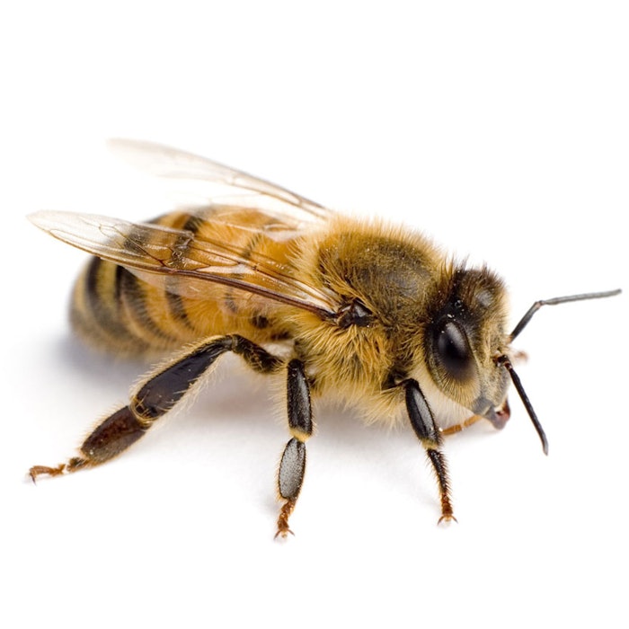 Bee-850