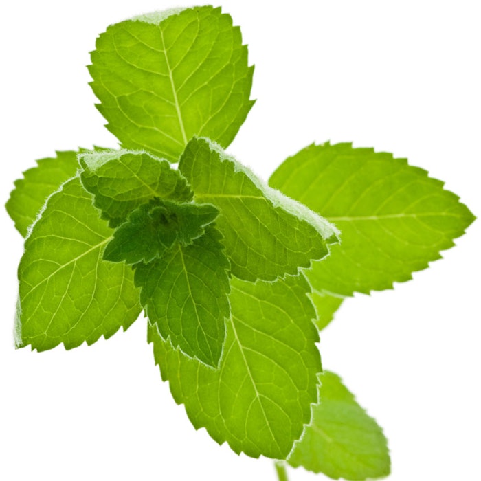 Corn-mint-850