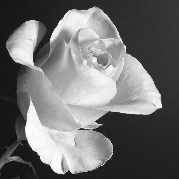 White-rose-850