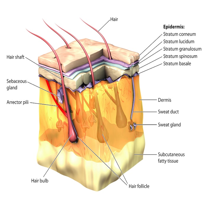 dermisbill