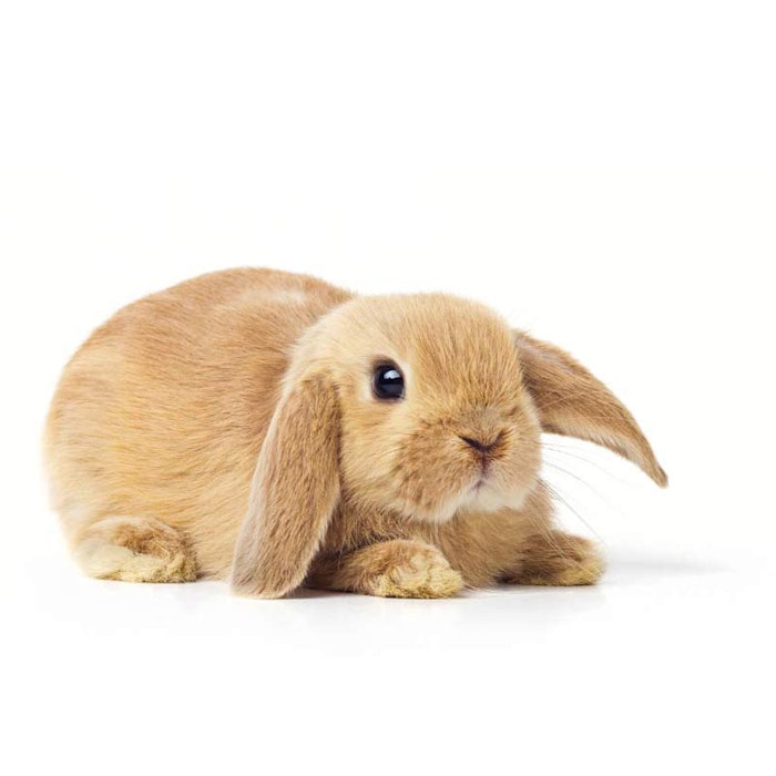 800_onebrown_bunny_