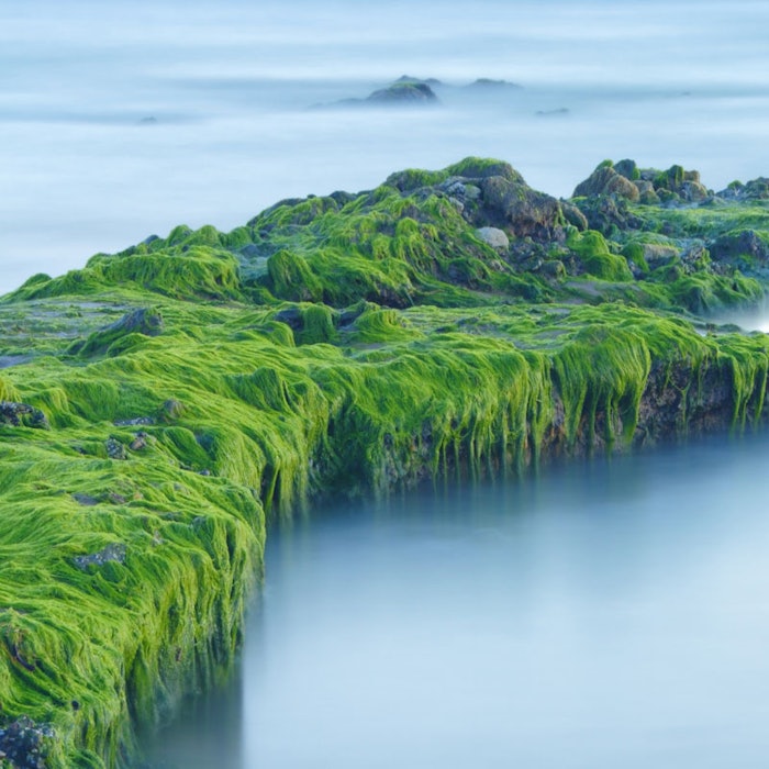 Algae_CT_800