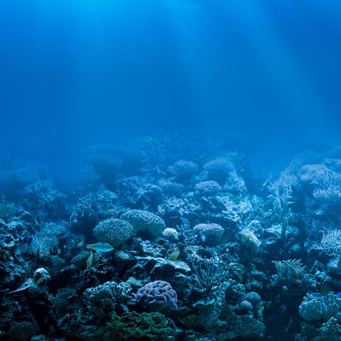 coral_CT_800