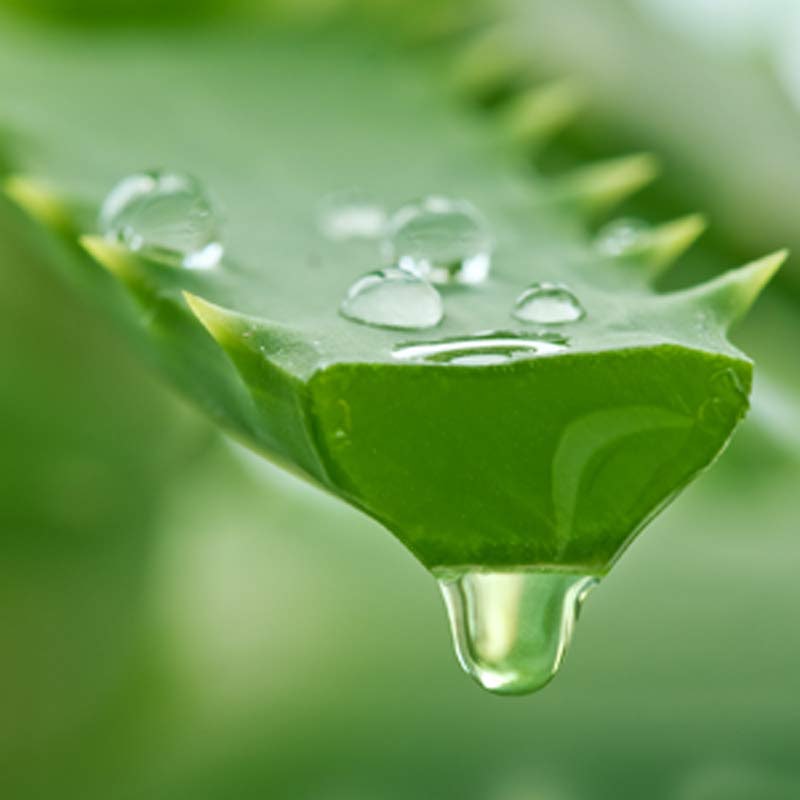 Prop 65 Not Cool with Aloe Vera Extract Cosmetics Toiletries