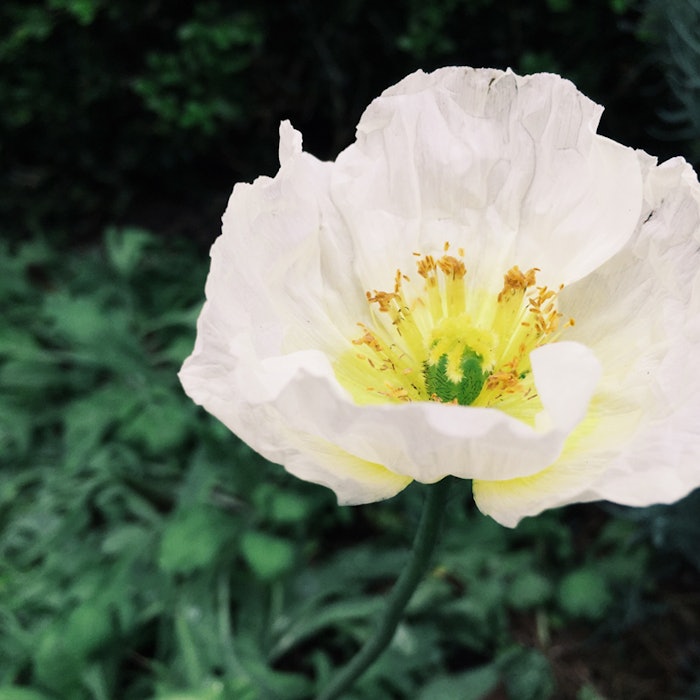 whitepoppy_CT_800