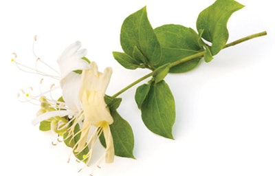 The presence of p-hydroxy benzoic acid—a natural paraben—can be the reason for the extract’s anti-microbial properties.10 Formulations such as emulsions and shampoos containing Lonicera japonica extract at 0.2 percent showed anti-microbial protection.4 However, if the extract was not combined with other anti-microbial systems such as glyceryl caprylate and/or levulinic acid, p-anisic acid and ethanol, it failed to protect against fungi.6