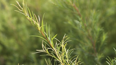 minor wounds. The presence of terpinen-4-ol is associated with the essential oil efficacy. As many essential oils do, the highest percentage of the active components produces its highest efficacy, but unfortunately it also creates the maximum irritation potential.15 Tea tree oil has been shown to be active at concentrations as low as 0.5 percent (w/w) to preserve cosmetic products while minimizing its irritation potential.16