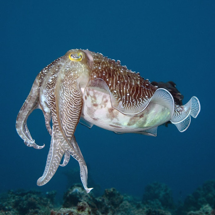 Cuttlefish850