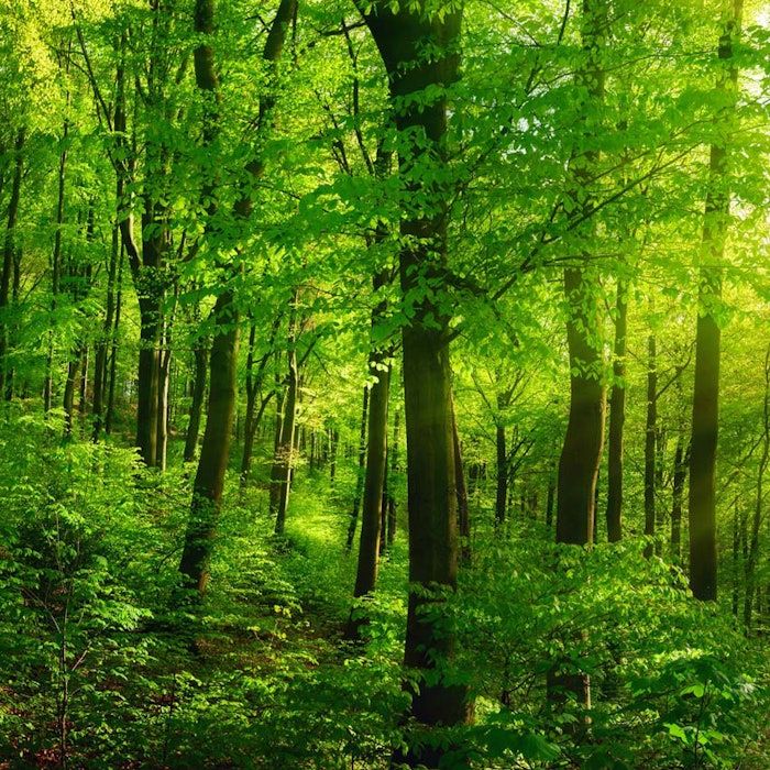 Forest850