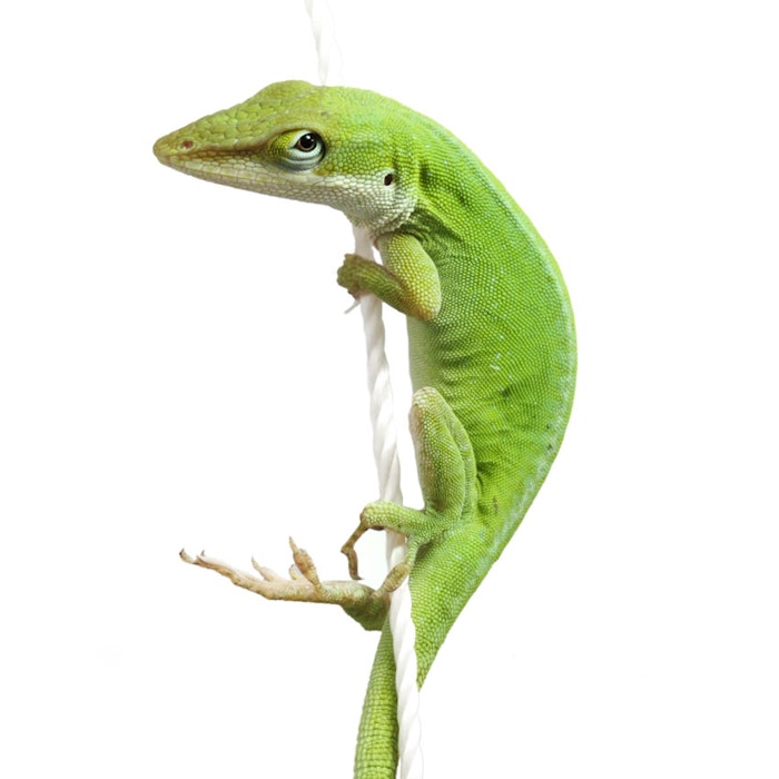 Lizard850