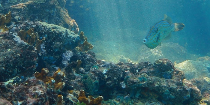 SI1612_JD_dream_46341536_DEarth_850_np