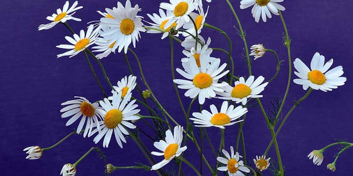 Germanchamomile_425