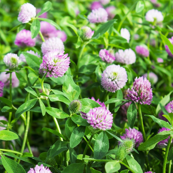 RedClover850